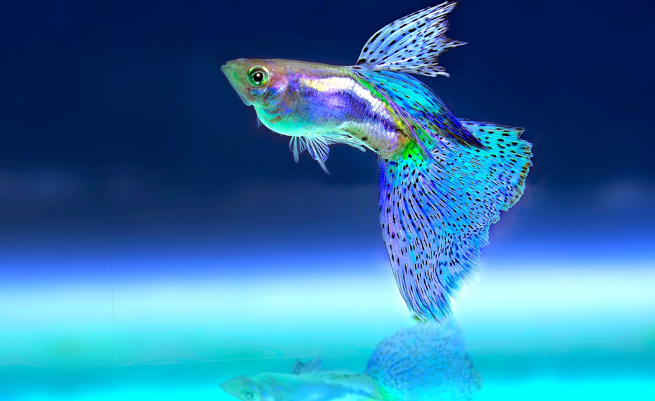 Ryba na piedestale – jak wyeksponować akwarium?
