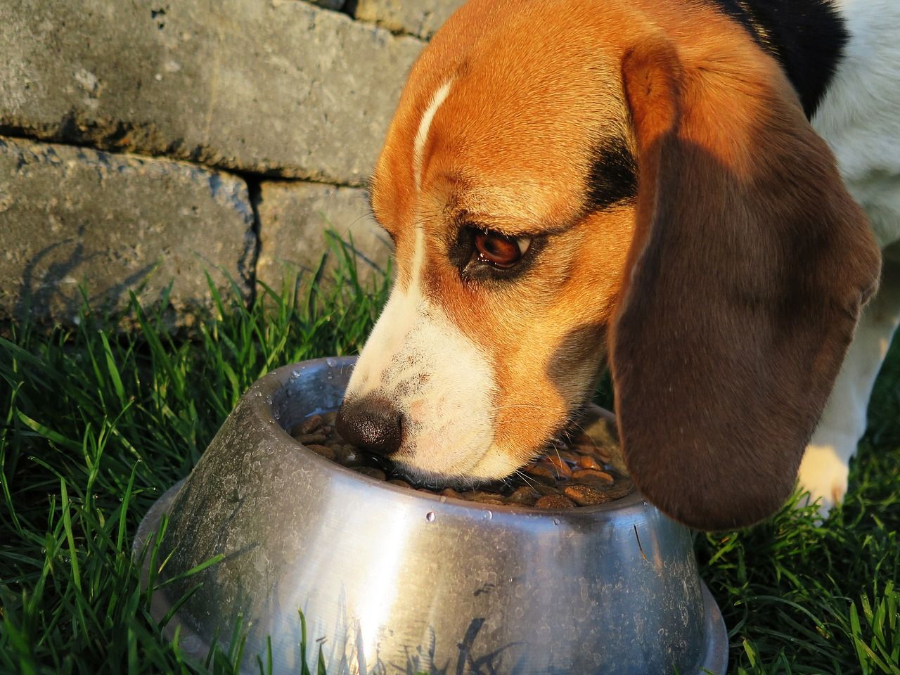 Czym najlepiej karmić swojego psa?