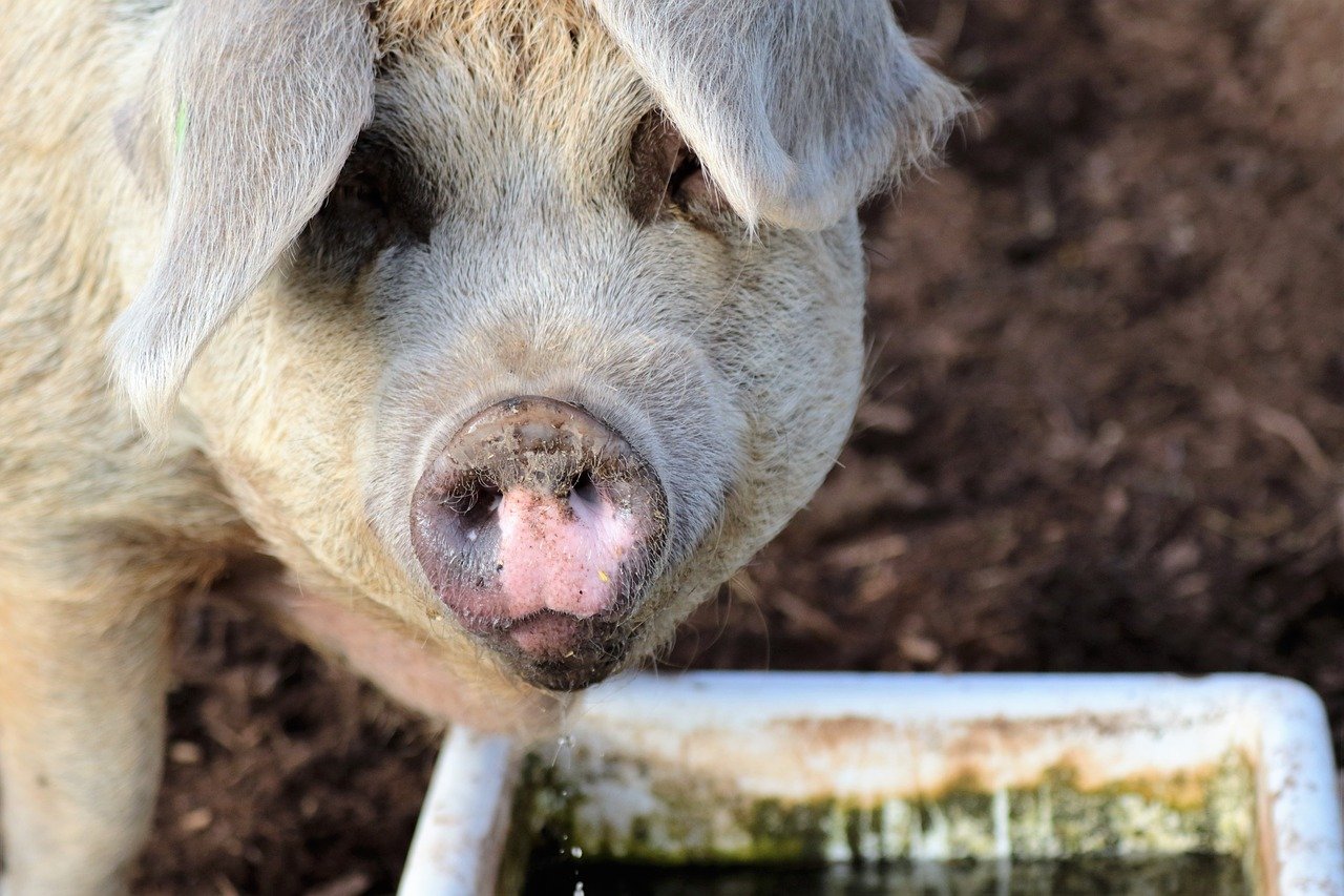 Hodowla świń – w co się zaopatrzyć?