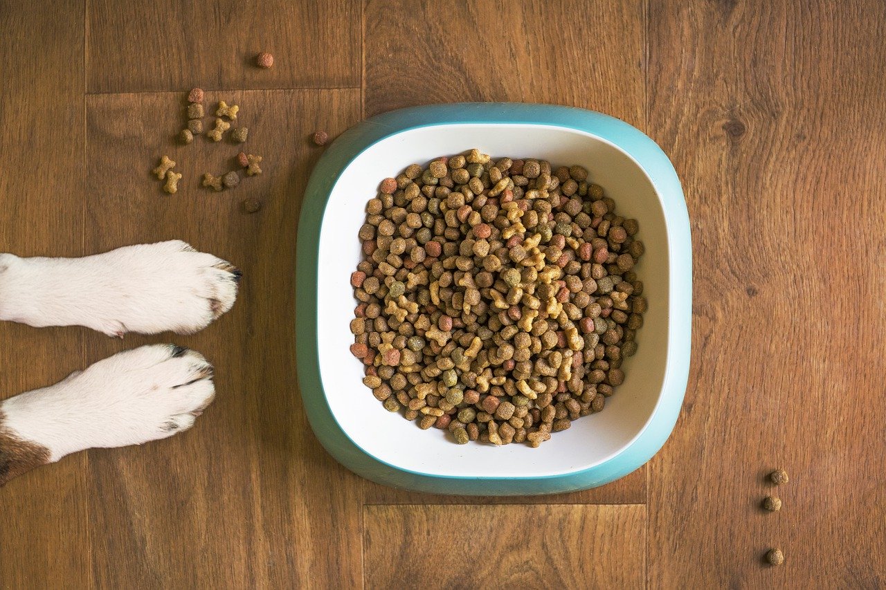 Jak przekonać psa do jedzenia z miski?